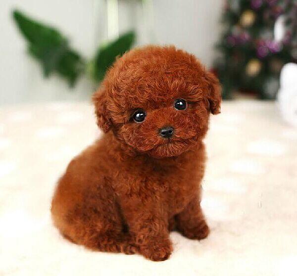 狗狗怀孕要准备什么